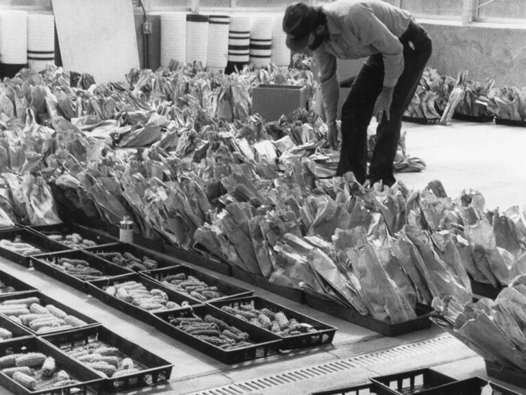black and white photo of male scientist bending over trays of corn cobs