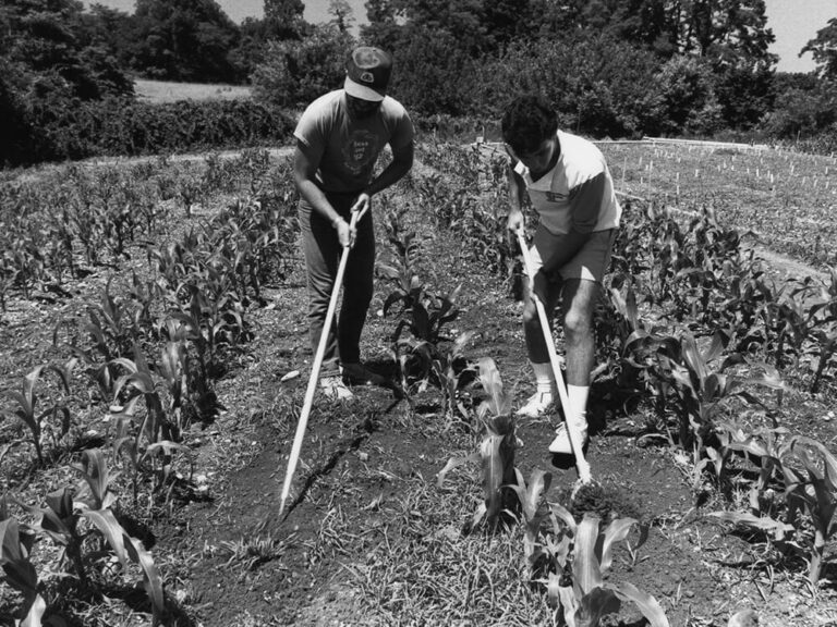 black and white photograph of two young men working in a cornfield