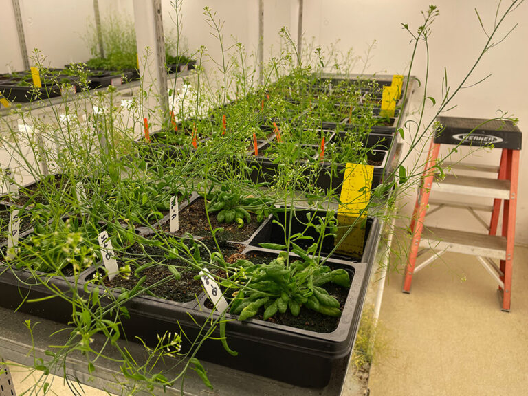 small plants growing in plastic tubs in a growth chamber