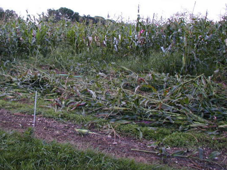 a partly trampled cornfield on an overcast day