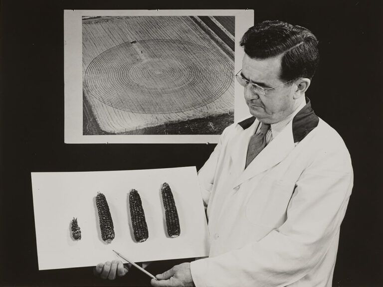 a male scientist points to ears of corn mounted on a white card, with a photo of a field in the background