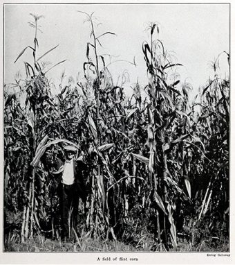 A field of flint corn, 1923.