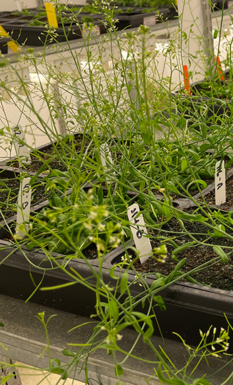 Arabidopsis thaliana in growth chamber at Uplands Farm research facility, Cold Spring Harbor Laboratory.
