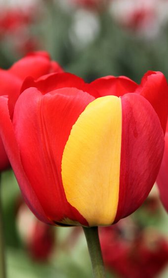 A red Darwin hybrid tulip "Apeldoorn" with a mutation resulting in half of one petal being yellow. Scientists at Brookhaven were able to create similar mutations in carnations using radiation.