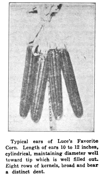 Illustration_SCFN_Oct17_4_LucesFavorite