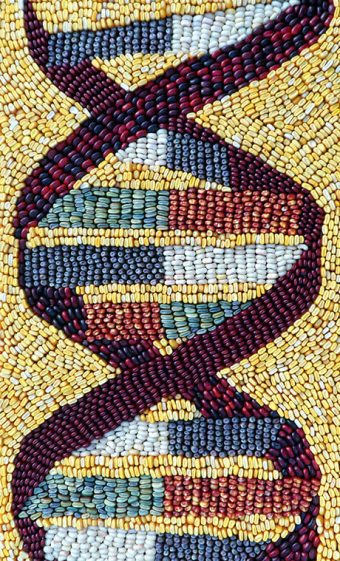Maize mosaic depicting DNA. Most kernels were grown in a Cornell research field in the summer of 2012, and they represent some of the natural color variation of maize kernels. The color code is: Green = Guanine (G) Orange = Cytosine (C) Blue = Thymine (T) White = Adenine (A).
