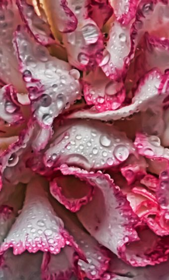 Pink-trimmed white carnation