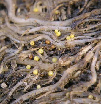 Nematode worm cysts on potato roots