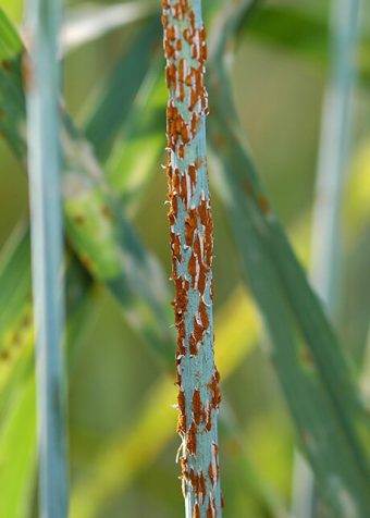Stem rust (shown on wheat)
