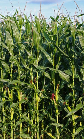 Corn (maize)