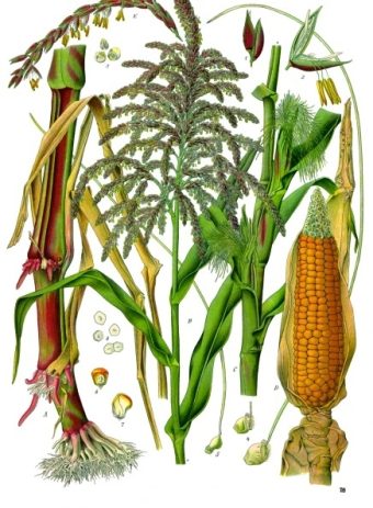 Zea mays, (maize, or corn)